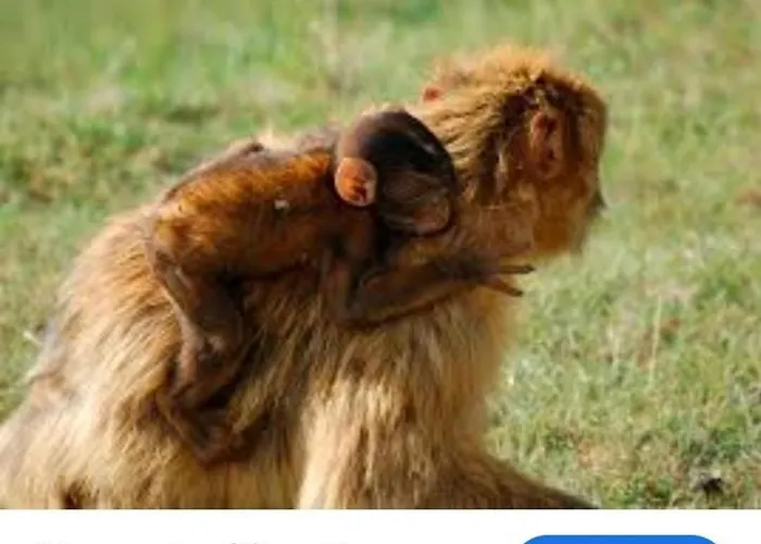 Aurora Cerca De Laredo Y Santona 公寓